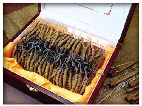 乌海冬虫夏草回收